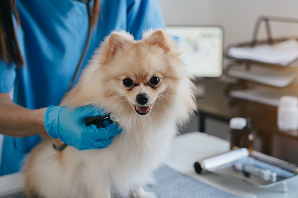 madeleine-vet-cross-licking-collagene-corneen-oculaire-cabinet-veterinaire-paris