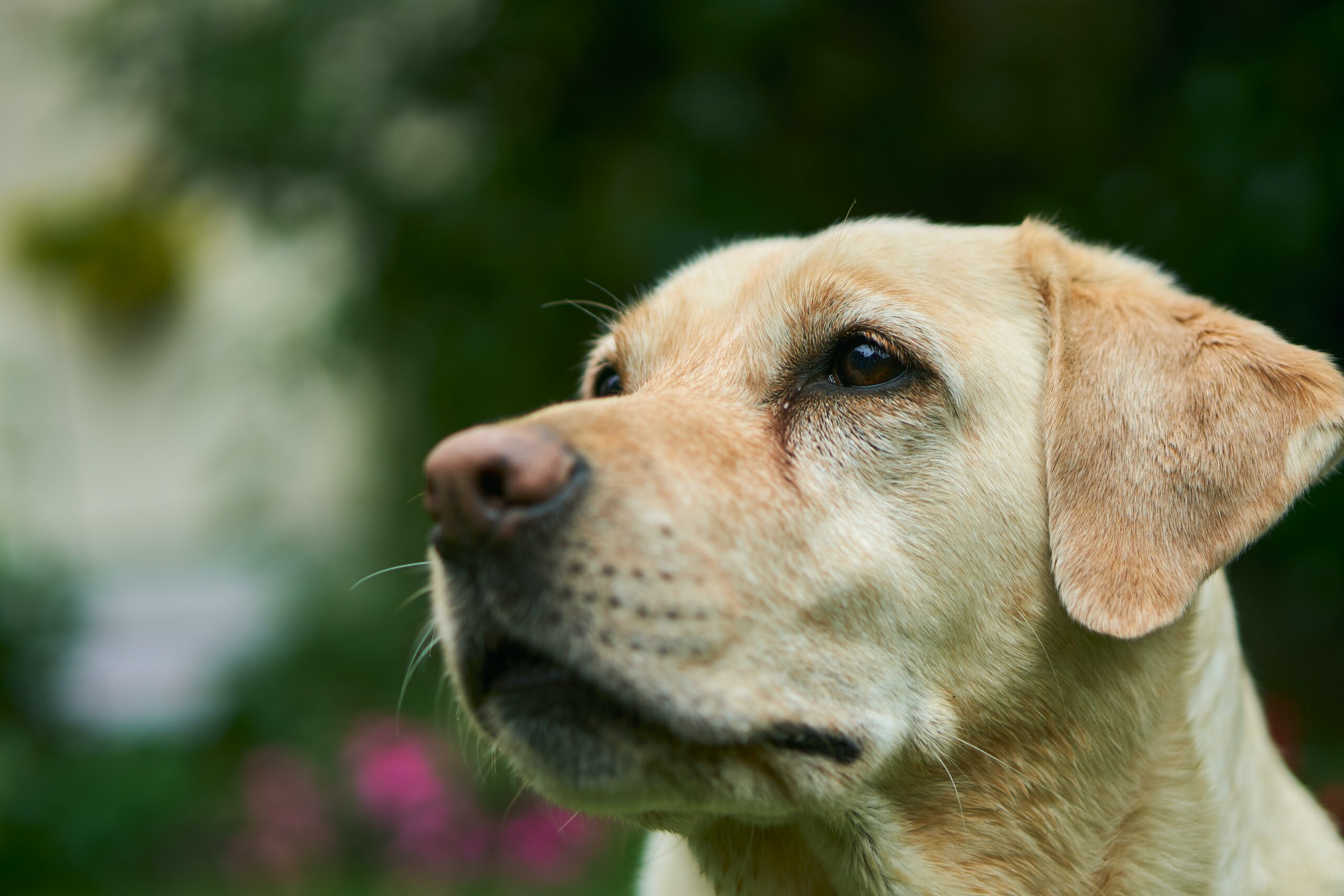 madeleine vet paris consultation animal ophtalmologie cabinet veterinaire 8eme arrondissement