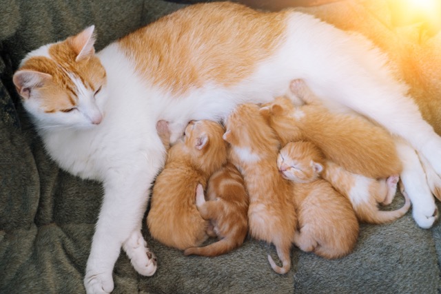 newborn baby red cat drink their mother's milk. cat feeding small cute ginger kitten. domestic animal. sleep and cozy nap time. comfortable pets sleep at cozy home.