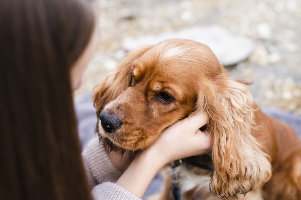 cabinet veterinaire paris ophalmologie chirurgie vaccin madeleine vet nac chien chat nutrition senior