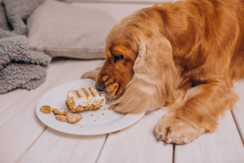 Conseil diabète chien du cabinet vétérinaire madeleine vétérinaire à paris